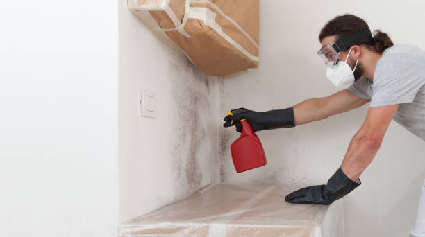 Professional Basement Mold Remediation technician working in Dallas, TX